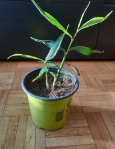 plante gingembre