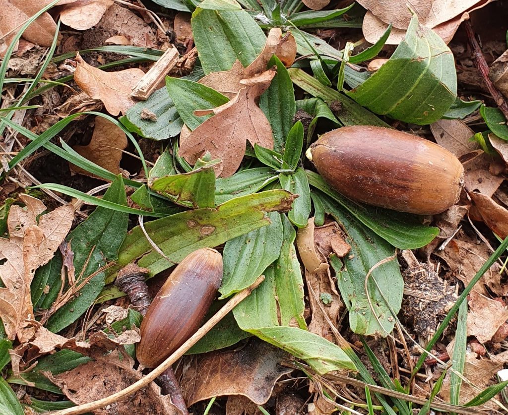 Manger des glands ? Nature & Autonomie