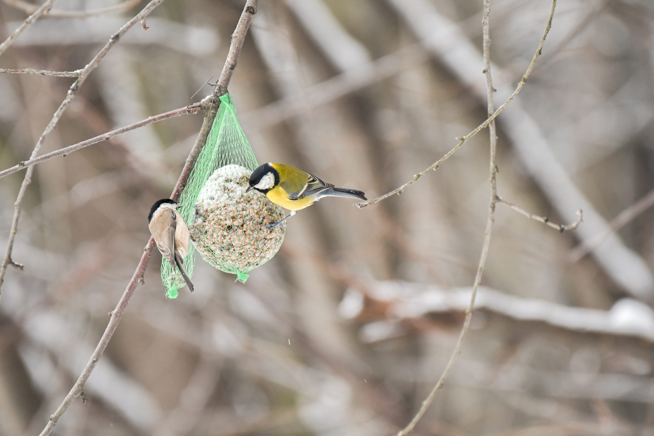 Nourrir les oiseaux en hiver : comment fabriquer des boules de graisse