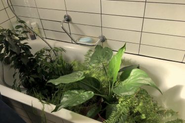 bain plantes