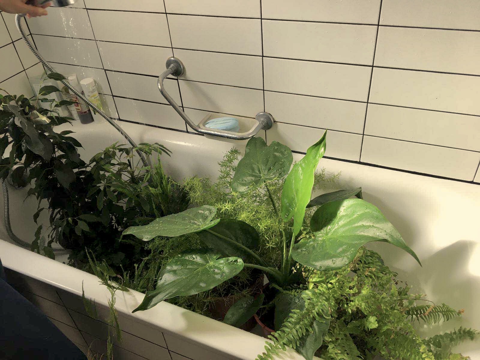 bain plantes