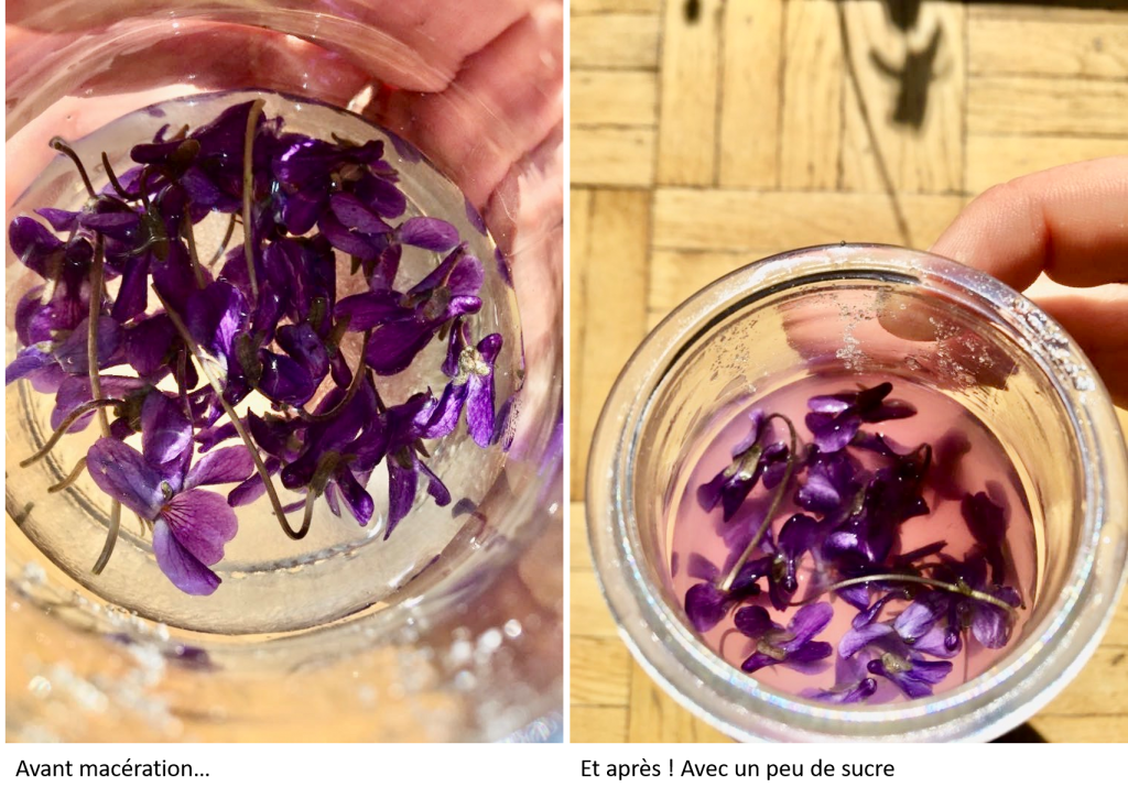 macération violettes