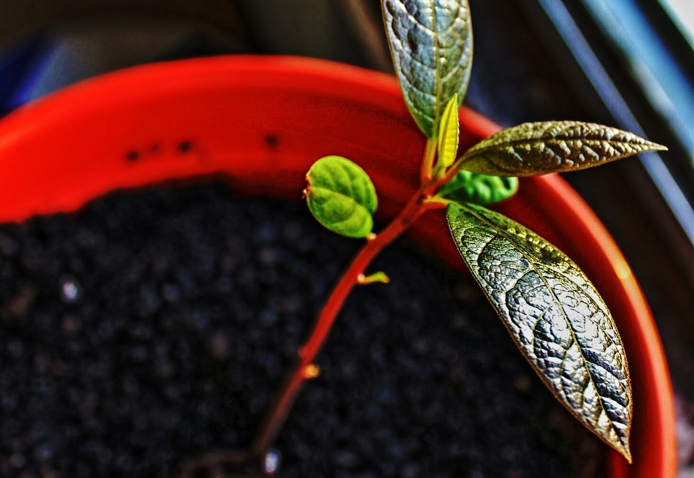 10 plantes à faire pousser à partir de noyaux ou pépins