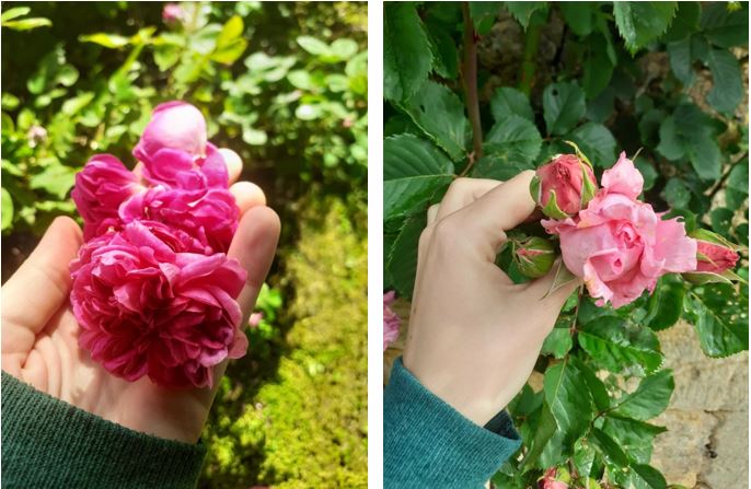 roses
