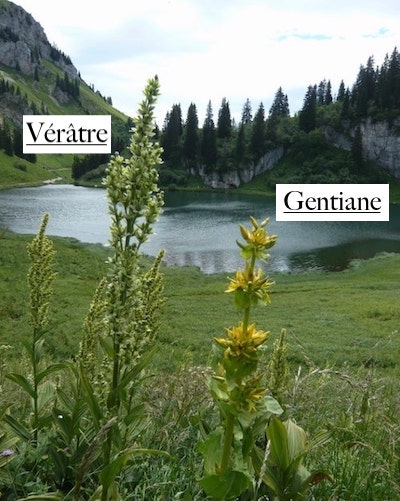 Verâtre et Gentiane