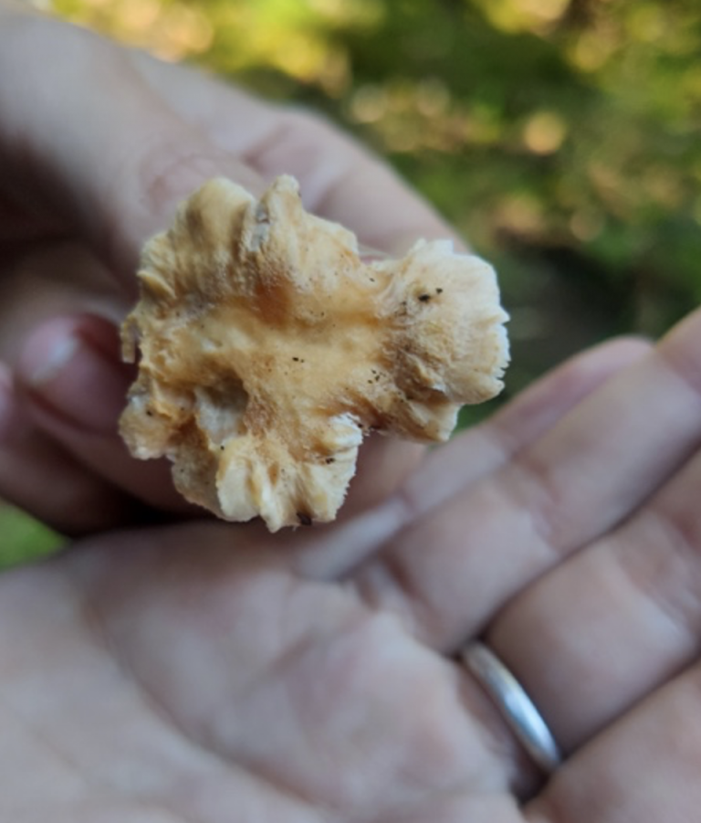 1 kilo de girolles, de chanterelles d’automne et d’agarics Nature