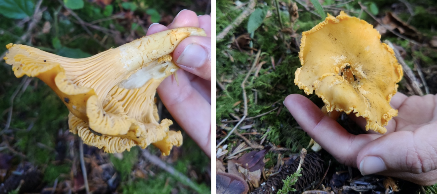 1 kilo de girolles, de chanterelles d’automne et d’agarics Nature & Autonomie