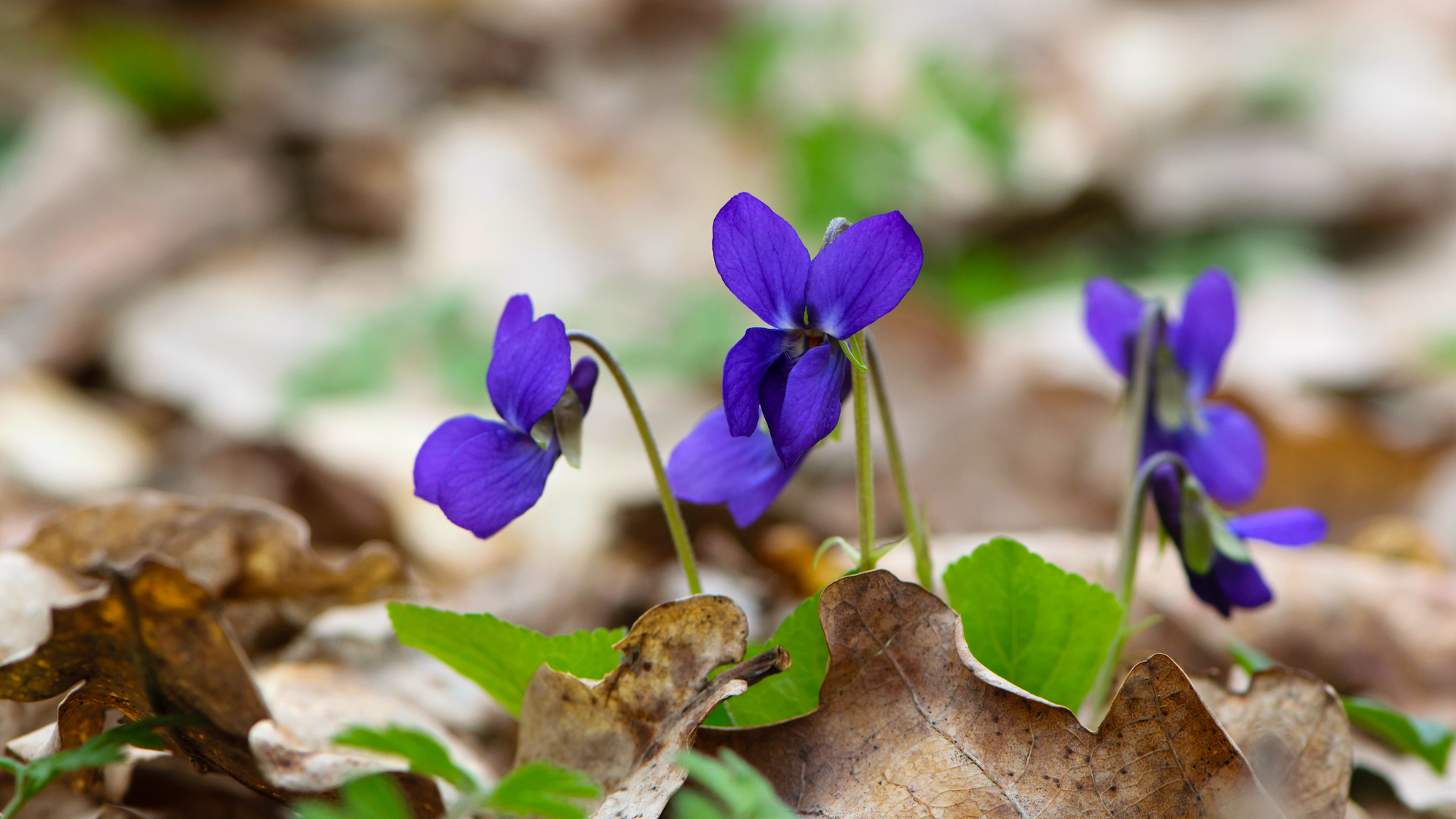 Capturer l'odeur de la violette - Nature & Autonomie