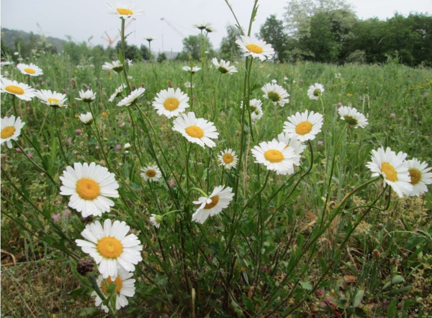 Forums Nature & Autonomie