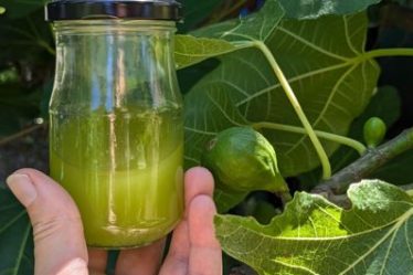 recette d'huile de figuier