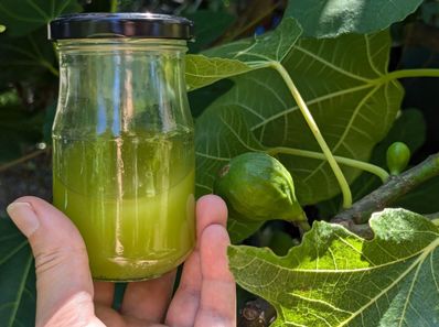 recette d'huile de figuier