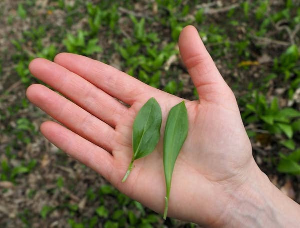 arum et ail des ours