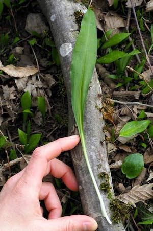 feuille d'ail des ours