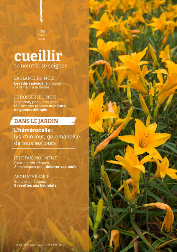 L&rsquo;hémérocalle