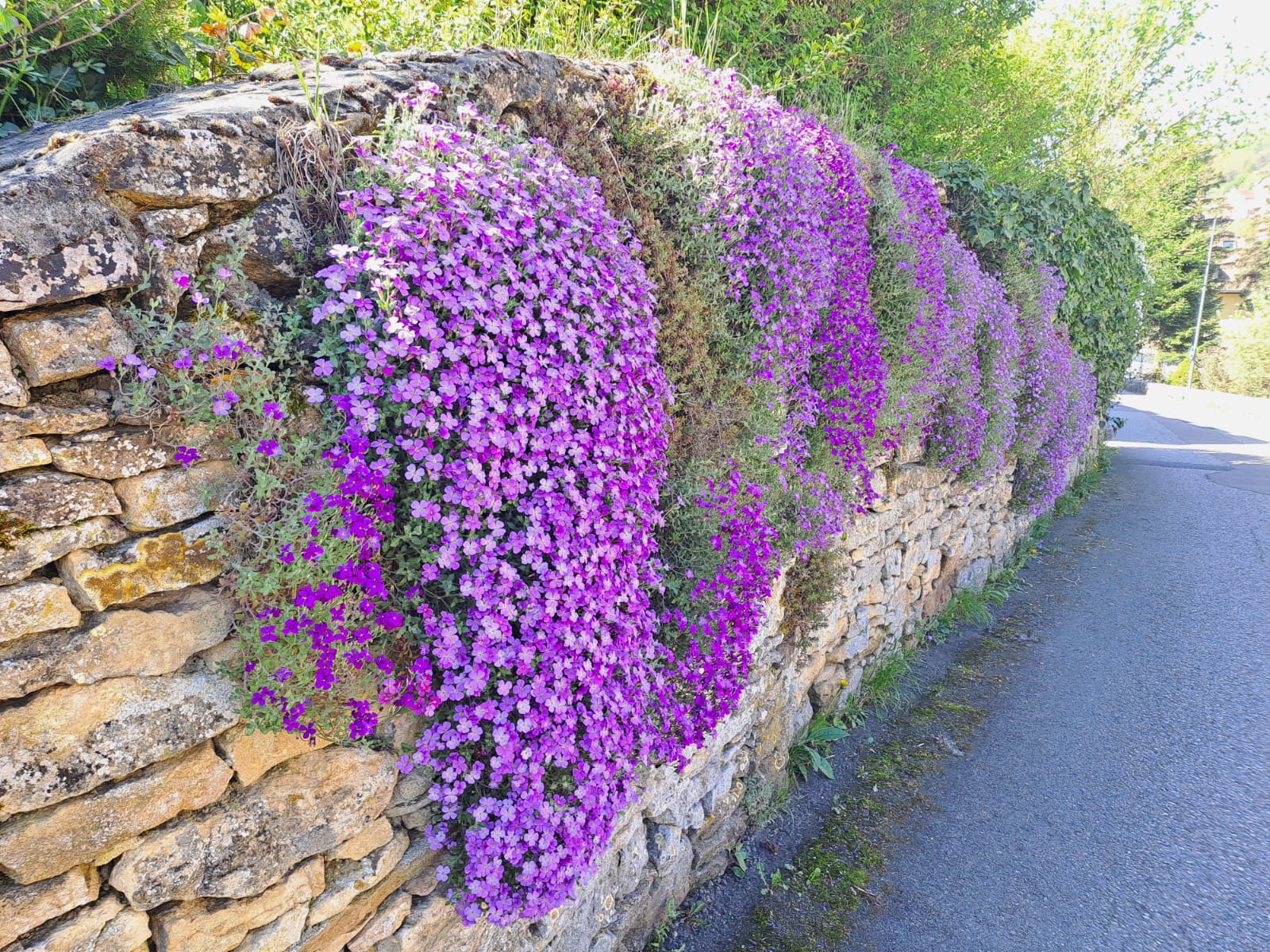 Comment font les plantes pour pousser dans les murs ?