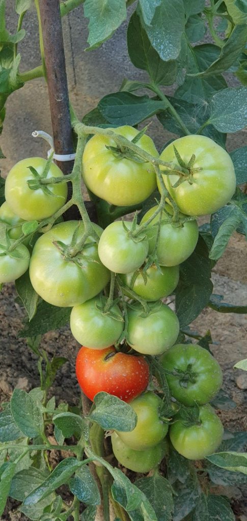 Petite histoire de la tomate