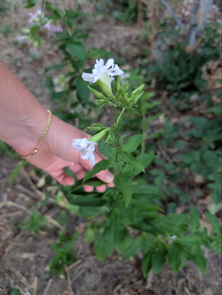Saponaire : cueillette et recette du nettoyant naturel