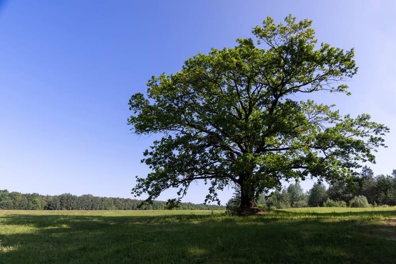 Le chêne : le souverain des forêts